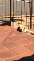 Nala