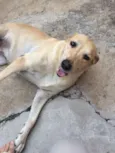Nala