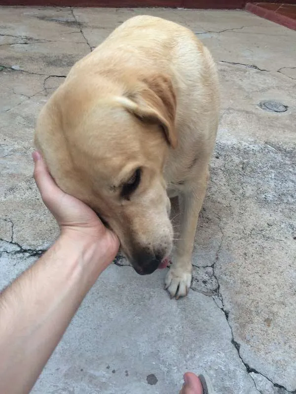 Cachorro ra a Labrador idade 6 ou mais anos nome Nala