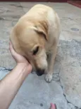 Nala