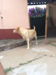 Nala