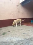 Nala