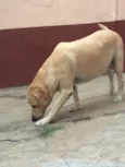 Nala