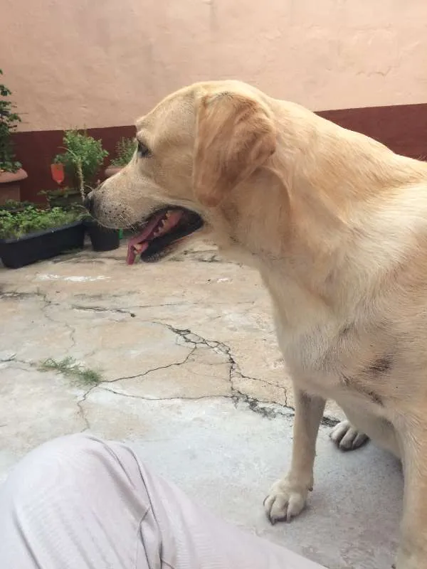Cachorro ra a Labrador idade 6 ou mais anos nome Nala