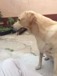 Nala