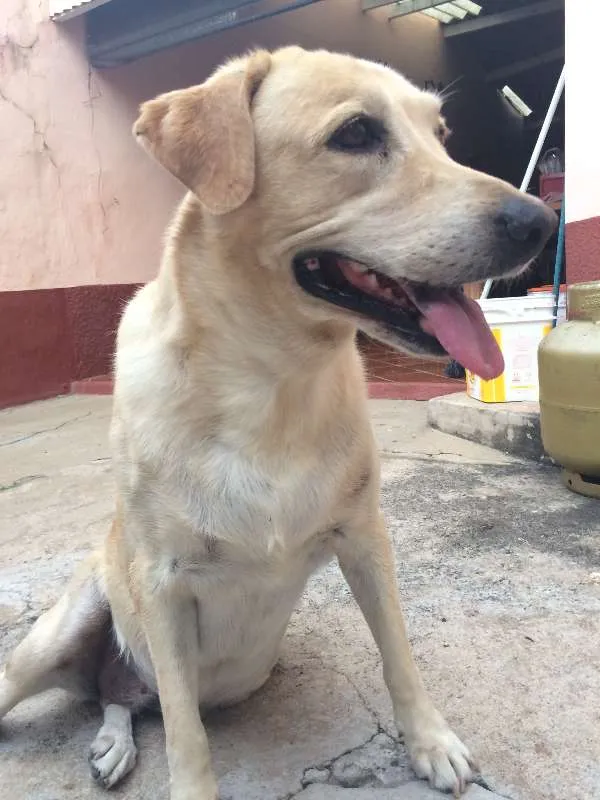 Cachorro ra a Labrador idade 6 ou mais anos nome Nala