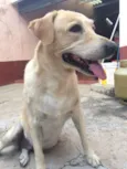 Nala