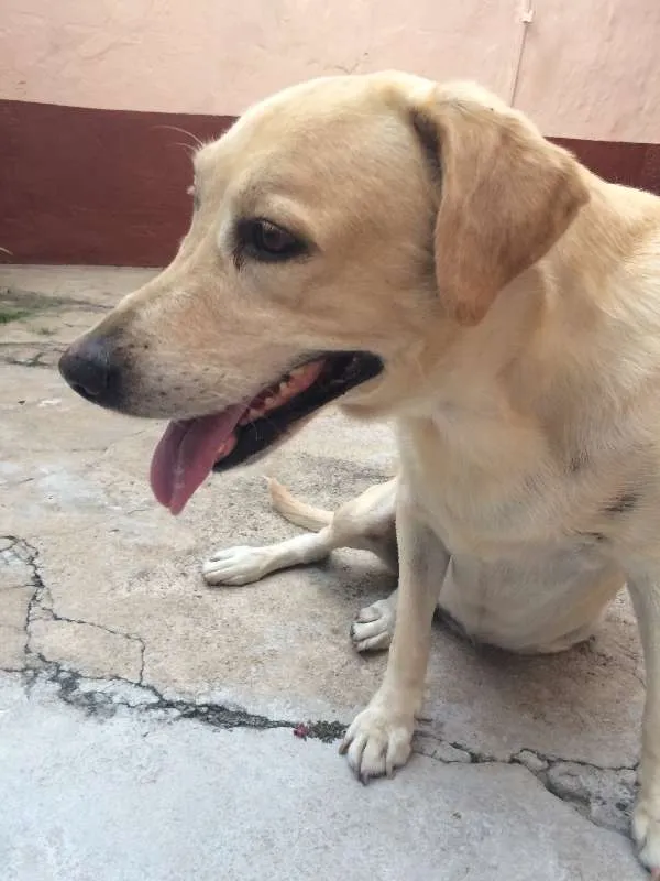 Cachorro ra a Labrador idade 6 ou mais anos nome Nala