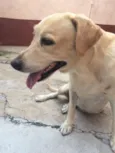 Nala