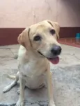 Nala