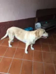 Nala