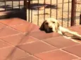 Nala
