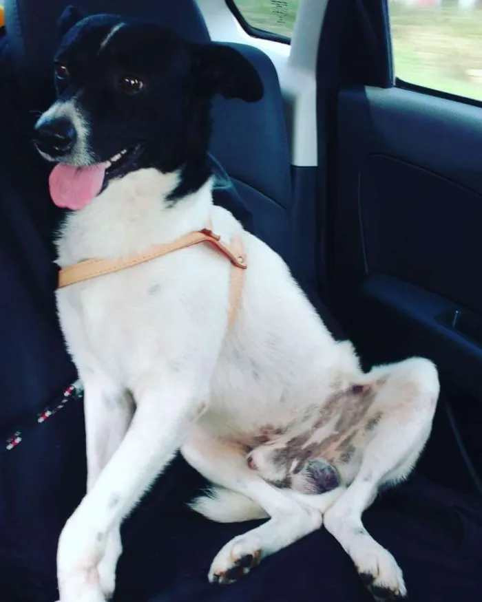 Cachorro ra a Vira lata idade 5 anos nome Duque
