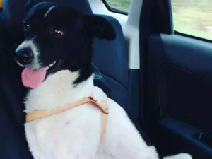 Cachorro raça Vira lata idade 5 anos nome Duque