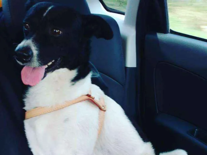 Cachorro ra a Vira lata idade 5 anos nome Duque