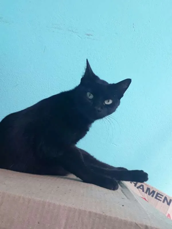 Gato ra a SRD idade 3 anos nome Neguinha