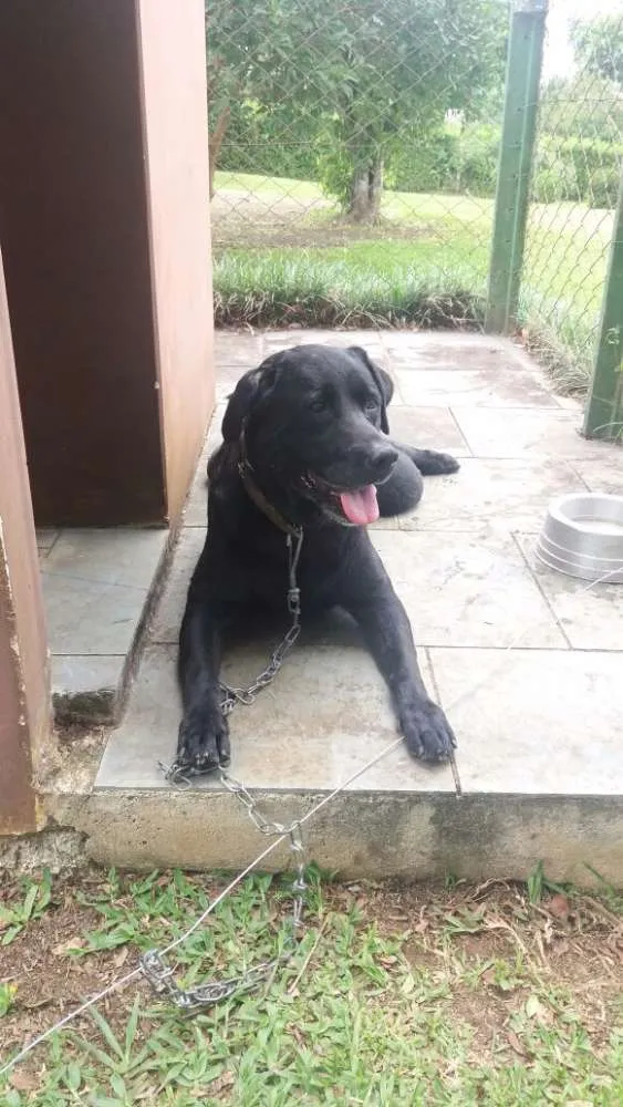 Cachorro ra a Labrador idade 3 anos nome Noah