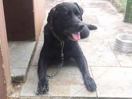 Cachorro ra a Labrador idade 3 anos nome Noah