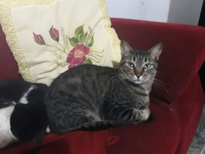 Gato ra a SRD idade 2 anos nome Tigre