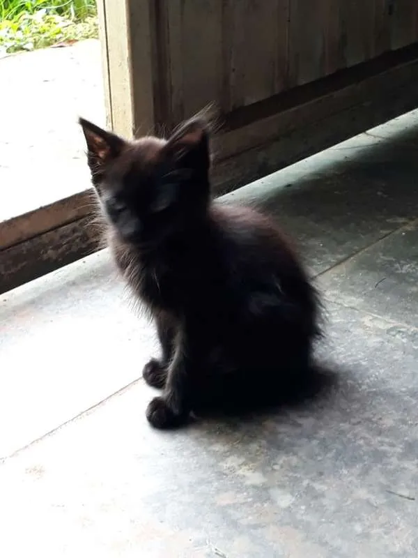 Gato ra a SRD idade Abaixo de 2 meses nome Filhotes lindos