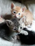 Filhotes lindos