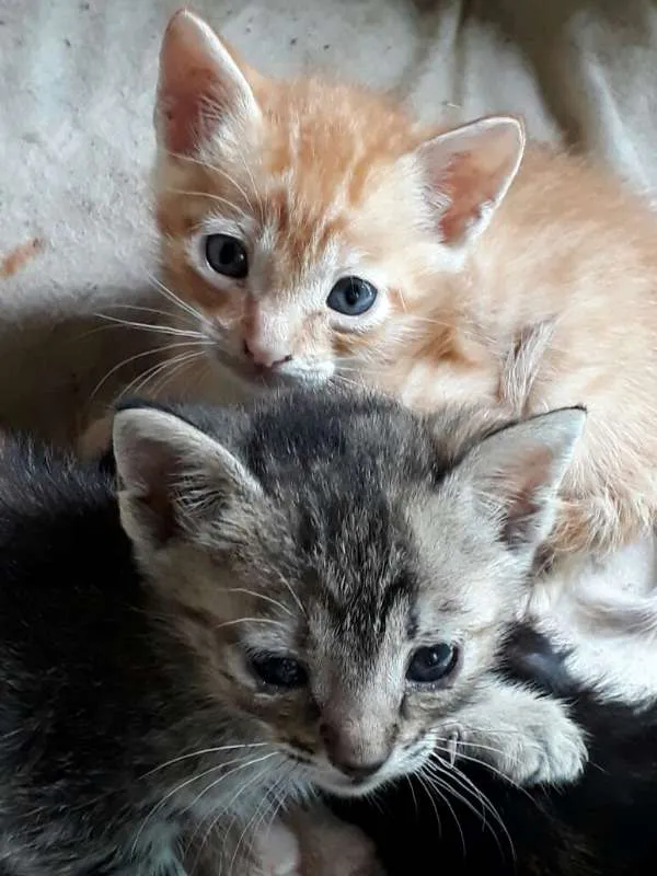 Gato ra a SRD idade Abaixo de 2 meses nome Filhotes lindos