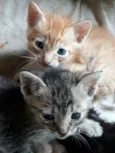 Filhotes lindos