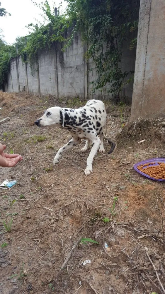 Cachorro ra a Dálmata  idade 4 anos nome Bunny