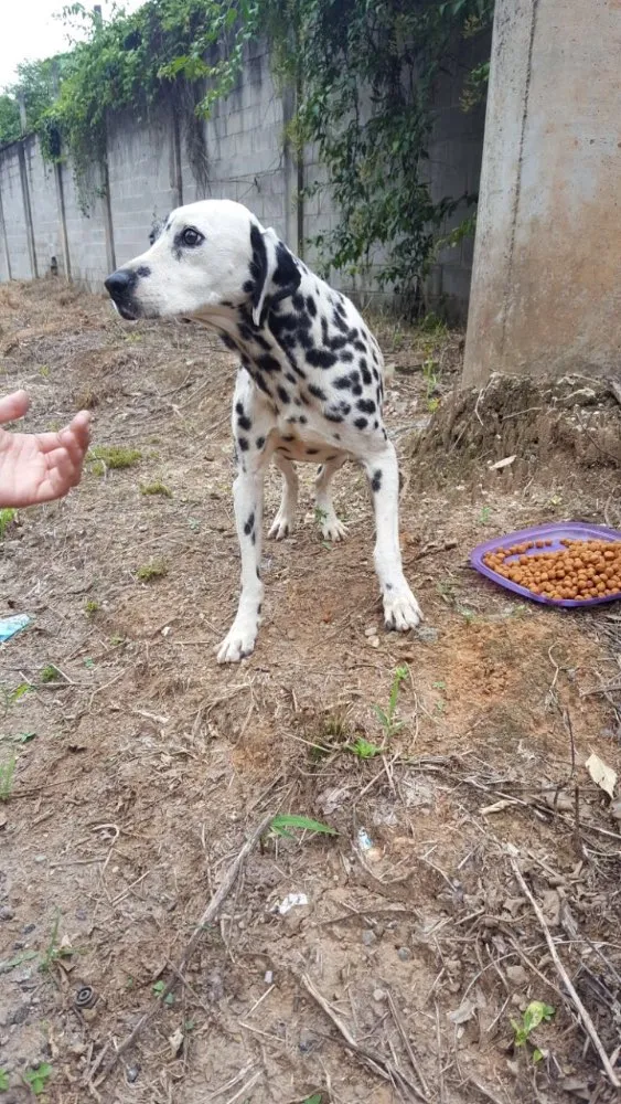 Cachorro ra a Dálmata  idade 4 anos nome Bunny
