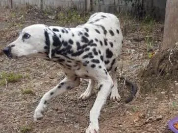 Cachorro ra a Dálmata  idade 4 anos nome Bunny