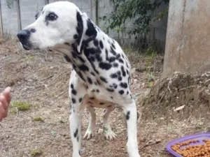 Cachorro raça Dálmata  idade 4 anos nome Bunny