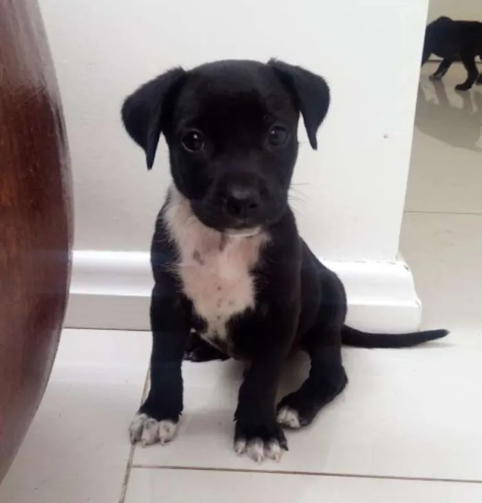 Cachorro ra a SRD idade 2 a 6 meses nome Black e Coll