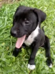 Black e Coll