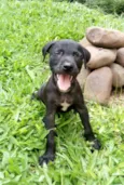 Black e Coll