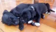 Black e Coll