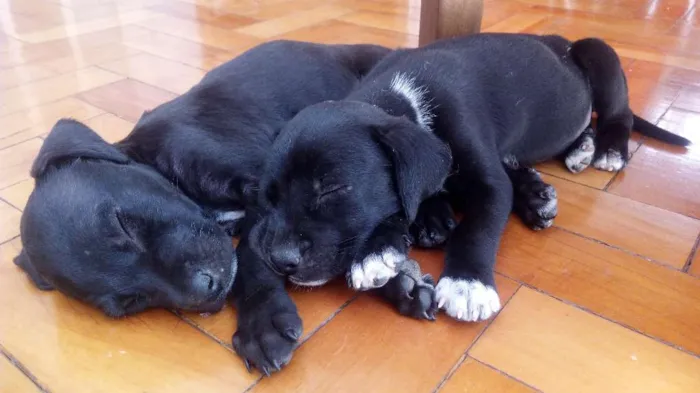 Cachorro ra a SRD idade 2 a 6 meses nome Black e Coll