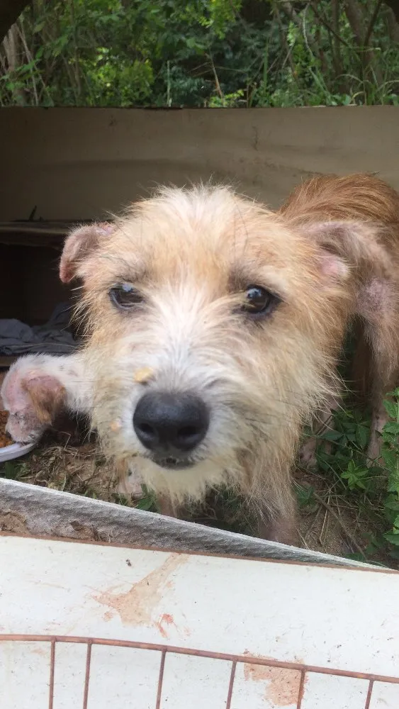 Cachorro ra a  idade Abaixo de 2 meses nome Não tem 