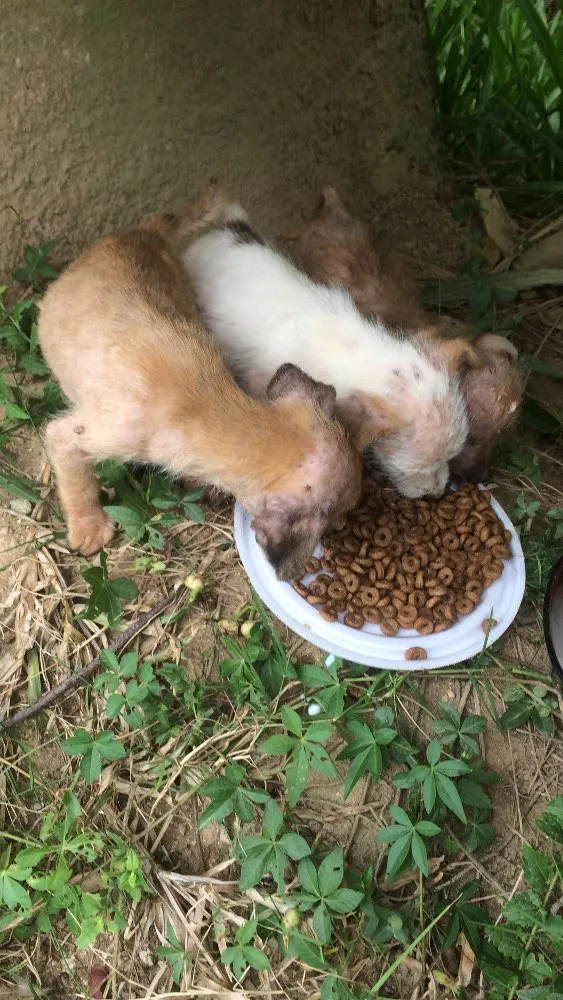 Cachorro ra a  idade Abaixo de 2 meses nome Não tem 