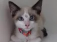 Pepita