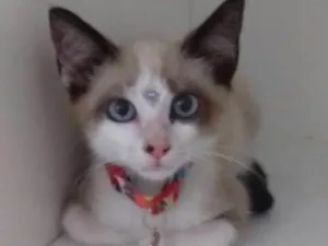 Gato raça srd idade 2 a 6 meses nome Pepita