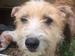 Cachorro raça  idade Abaixo de 2 meses nome Não tem 
