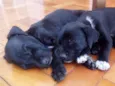 Black e Coll