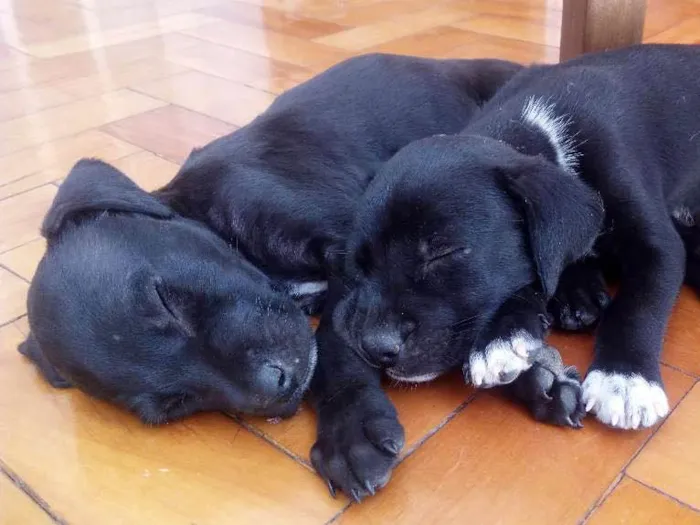 Cachorro ra a SRD idade 2 a 6 meses nome Black e Coll
