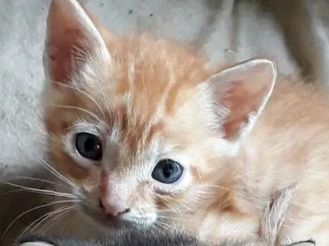 Gato ra a SRD idade Abaixo de 2 meses nome Filhotes lindos