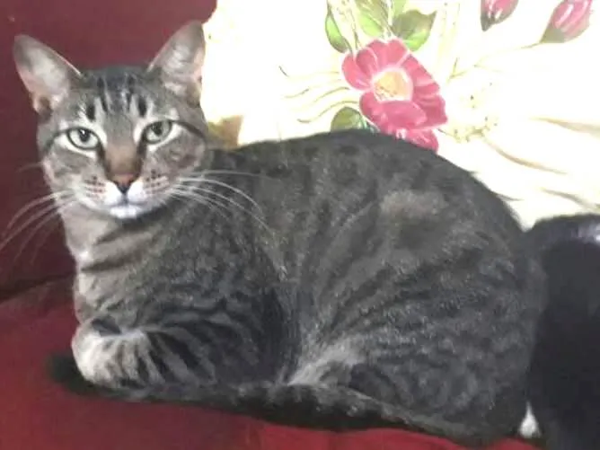 Gato ra a SRD idade 2 anos nome Tigre