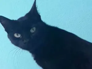 Gato raça SRD idade 3 anos nome Neguinha
