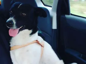 Cachorro raça Vira lata idade 5 anos nome Duque