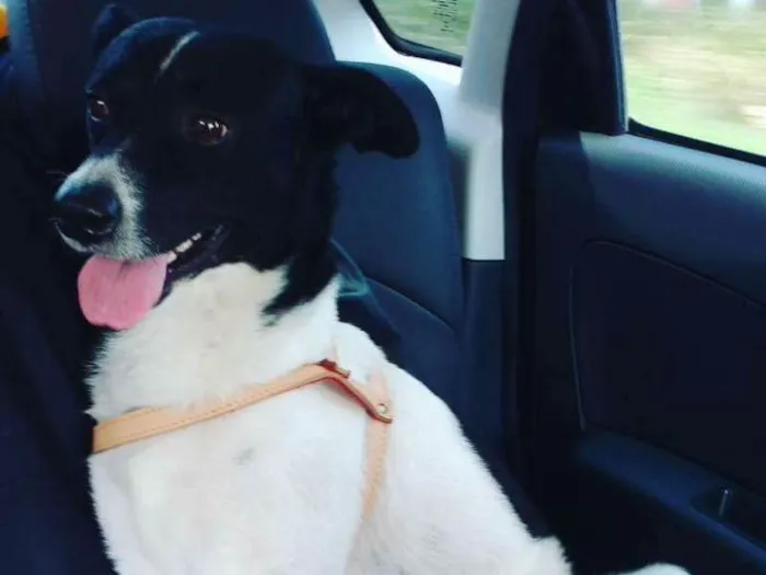 Cachorro ra a Vira lata idade 5 anos nome Duque