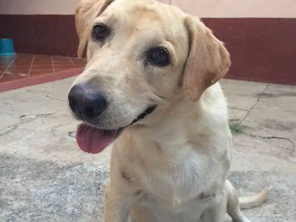 Cachorro ra a Labrador idade 6 ou mais anos nome Nala