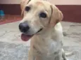 Nala